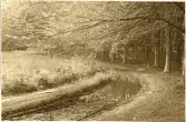 Granitz, naturskyddat skogsområde på ön Rügen, sommaren 1930 (enligt text i album).