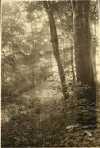 Granitz, naturskyddat skogsområde på ön Rügen, sommaren 1930 (enligt text i album).