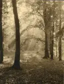Trolskt ljus i Granitz, naturskyddat skogsområde på ön Rügen, sommaren 1930 (enligt text i album).