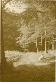 Tandläkare Gunnar Högberg tar en rast i Granitz, naturskyddat skogsområde på ön Rügen, sommaren 1930 (enligt text i album).
