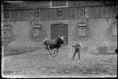 Adolf Fröberg med tjuren på Sjöberg