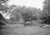 Kalvning