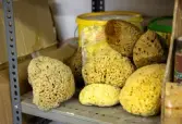 Svampar