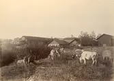 Wij stångjärnssmedja i Ockelbo kommun (enligt text i album).