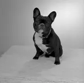 Hunden Buster