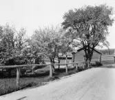 Bjursås, Falun. Mårtsbo. Alder Lisbets, oxel t.h. äppelträd. t.v.

