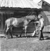 Bjursås, Falun. Tallholn. Klockar Erik med sin fåle.

