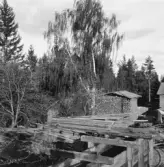 Bjursås, Falun. Jönskvarn. Hängbjörk.

