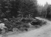 Bjursås, Falun. Vinterbacken. Krypgranen.

