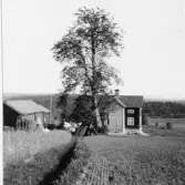 Bjursås, Falun. Prästgården. Linnéträden.

