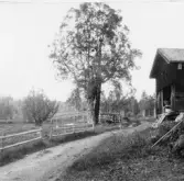 Bjursås, Falun. Gopa. Pros Eriks björk.


