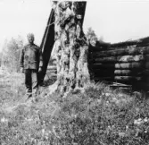 Bjursås, Falun. Gopa. Pros Erik och hans björk.

