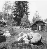 Bjursås, Falun. Gopa by. Bagg granen 2 m. i omkrets vid bästhöjd.

