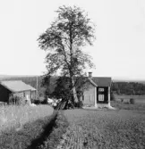 Bjursås, Falun. Prästgården. Linnélinden.

