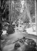 Strid bäck