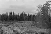 Bäckmyrviken. Utökning av vältplats. Barkavfallet fylls på där det är sankmark. Därefter jord och grus ovanpå. Ny torr mark har bildats av myrmarker och dylikt.