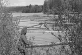 Ededammen. Lilian Eriksson motar ut virket ovanför dammen.