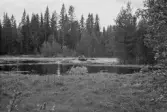 Ededammen. Rensning av edan nedanför forsen.