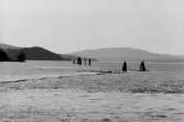 Helgumsjön. Översikt med dykdalber och ledbommar.