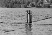 Dykdalb vid övre Helgumsjön.