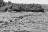 Inspektionstur nedanför Sollefteå kraftverk. Vingbommar. 