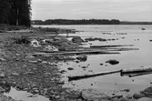 Stranden söder om Bäckmyrviken. Orensad strand.