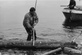 Bäckmyrviken. Tryggve Persson och Göran Roos (i båten) landrensar.