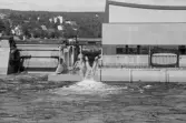 Första tappningen vid Sollefteå kraftverk.