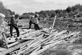 Ulriksfors. Brötlossning i forsen direkt nedanför dammen. Hugo Carlsson och Ulf Nilsson lossar bröten.