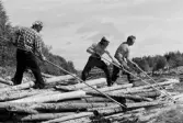 Ulriksfors. Brötlossning i forsen direkt nedanför dammen. Hugo Carlsson (i rutig skjorta), Ulf Nilsson och Harry Eneröd lossar bröten.