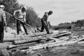 Nedströms Ulriksforsdammen. Brötlossning. Hugo Carlsson, Ulf Nilsson och Harry Eneröd lossar bröten.