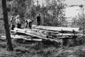 Fångsjön. Landrensning. Jaan-Åke Martinsson, Lilian Eriksson, Göran Roos och Klas-Göran Persson vid de gamla upplagda stockarna som har legat på platsen i cirka 5 år.