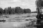 Fångsjön. Radiobåten drar ner gamla timmerupplag från stranden. Rikard Johansson kör.