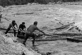 Rumpan nedanför Ramsele kraftverk. Bernard Isaksson, Mats Näsström, Bengt Almroth och Harry Eneröd landrensar den norra stranden.