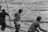 Rumpan nedanför Ramsele kraftverk. Bernard Isaksson, Mats Näsström, Bengt Almroth och Harry Eneröd landrensar den norra stranden.