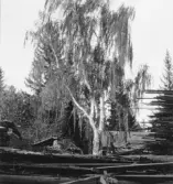 Bjursås, Falun. Hängbjörk vid Jönskvarn.


