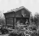 Leksand. Skeberg. Johan Nordlings storhärbre.

