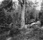 Leksand. Skeberg. Fall, tall och grund efter skvalta.

