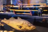 Vänersborgs museum. Sommarutställningen Aqua Blå
