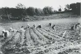 Rovrensning som utförs av flera personer upp mot Ekansås, 1930-tal. Marken ligger där nuvarande OK bensinstation håller till, upp mot hamburgerrestaurangen Brödernas
