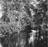 Djura, Leksand. Kvarndammen, Rältlinden.

