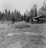 Björsjö, Grytnäs. Smedja t.v. källarbod t.h. och betande får.

