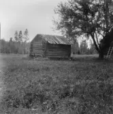 Knallasbenning. Grytnäs. Holms f. Hallbergs boden med brädtak.

