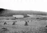 Snickarbo. Grytnäs. En mindre gård på N.V. sluttningen.

