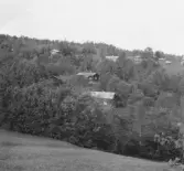 Gagnef. Tjärnbodarna. Den fridlysta granen.

