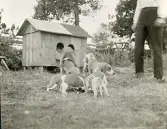 Hundvalpar och vuxna hundar vid en hundkoja, omkring år 1906 (enligt text i album).