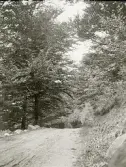 Skogsväg någonstans i Älvkarleby, omkring år 1906 (enligt text i album).