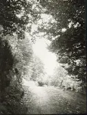 Skogsväg någonstans i Älvkarleby, omkring år 1906 (enligt text i album).