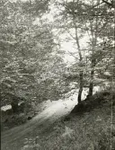 Skogsväg någonstans i Älvkarleby, omkring år 1906 (enligt text i album).