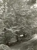 Skogsväg någonstans i Älvkarleby med älven som rinner bakom träden, omkring år 1906 (enligt text i album).